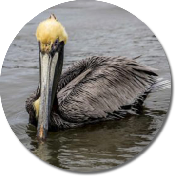 Sea Pelican