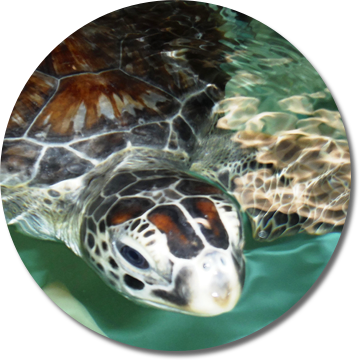 Sea Turtle